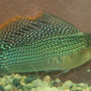 Green Sailfin Molly Male