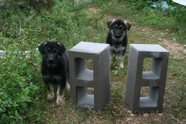 Puppies and Blocks