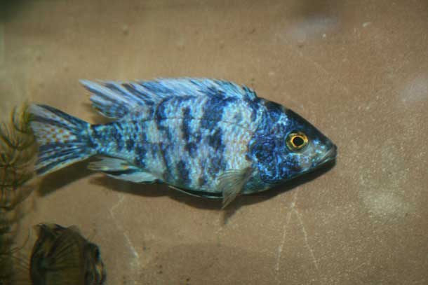 Young Male Blue OB Peacock Cichlid