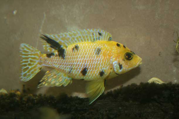Young Male Gold OB Peacock Cichlid