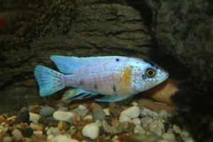 Young Male Skyblue OB Peacock Cichlid