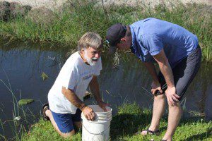 Fish Collecting - Examining Catch at Drainage Ditch