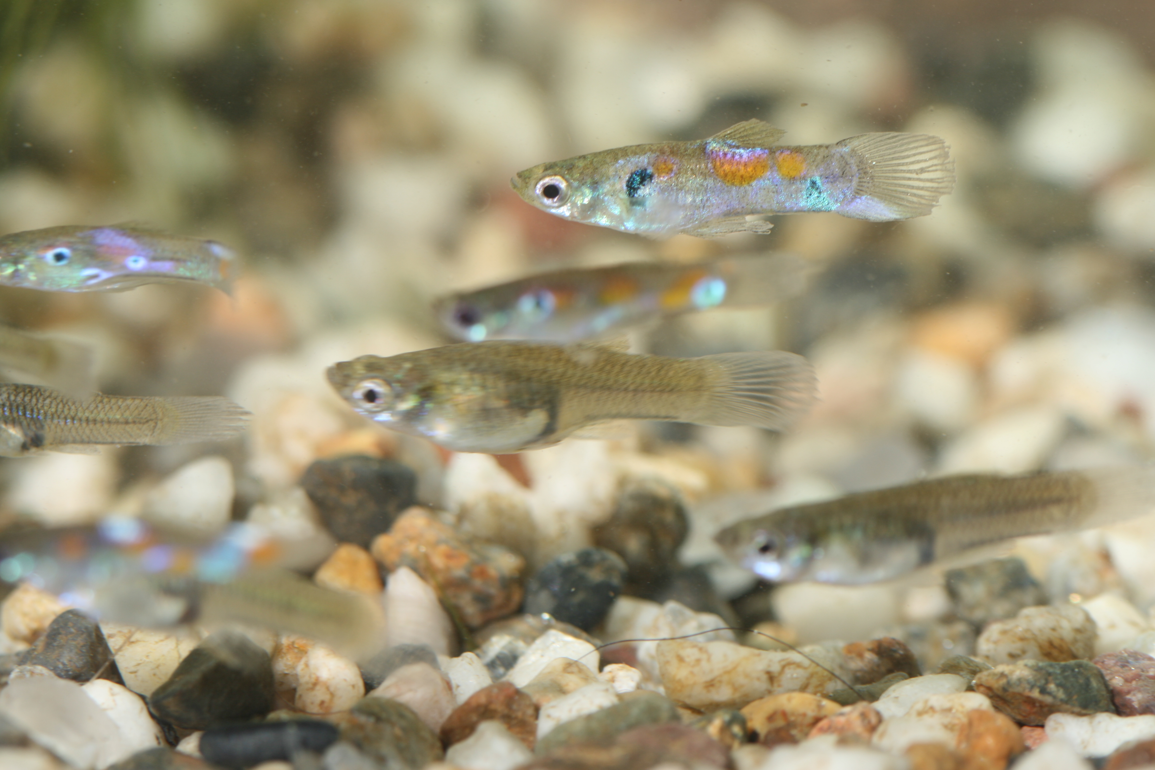 A group of Poecilia reticulata (guppy) from McCauley Spring, New Mexico.