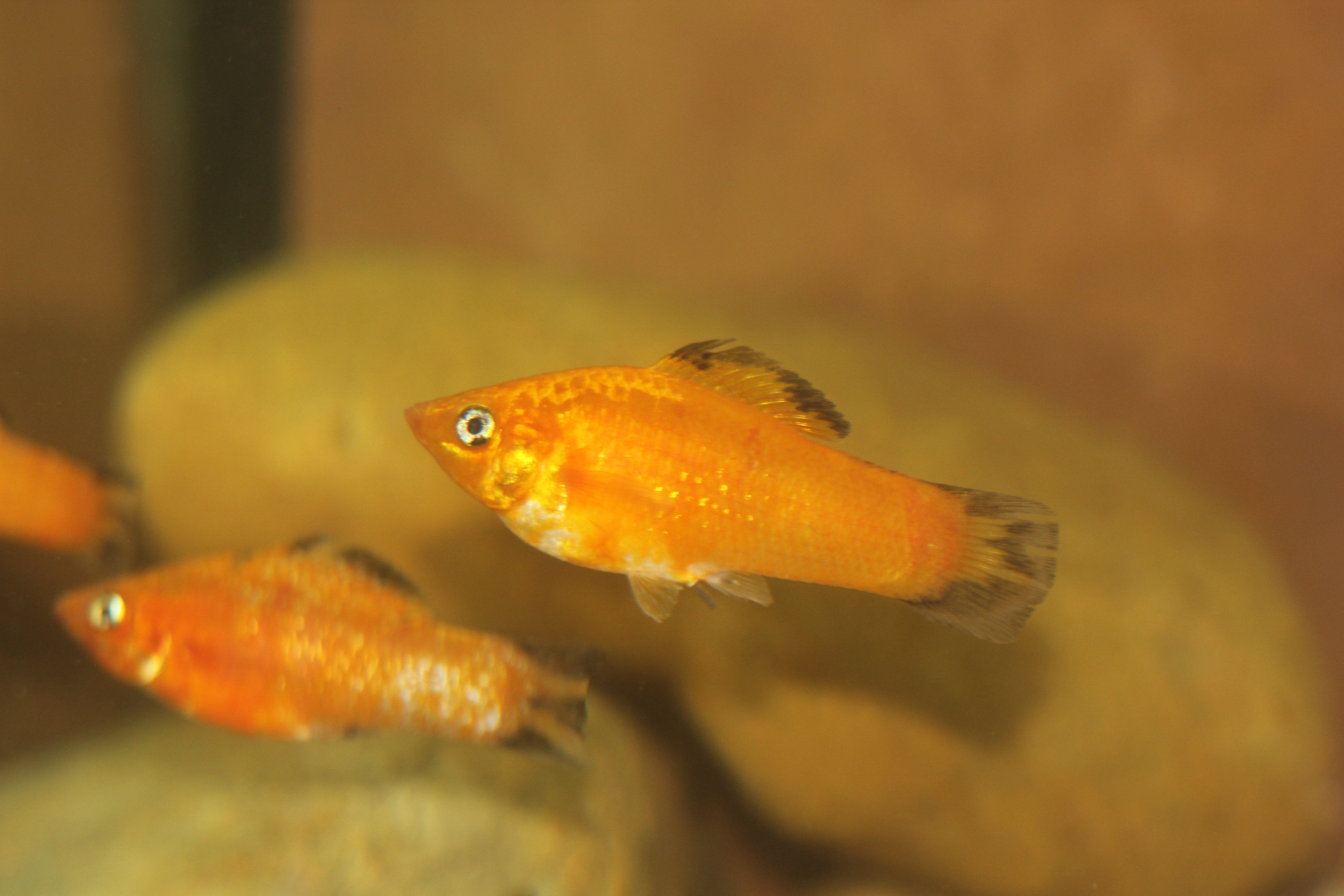 Two juvenile Orange Sailfin Mollies