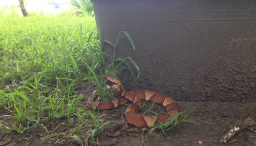 A copperhead eating a cicada in our yard.