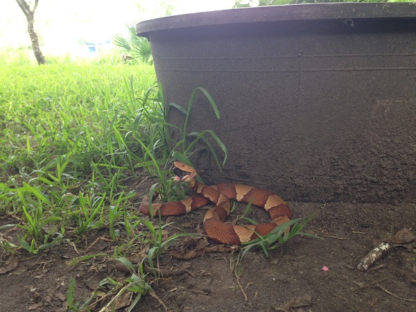 A copperhead eating a cicada in our yard.