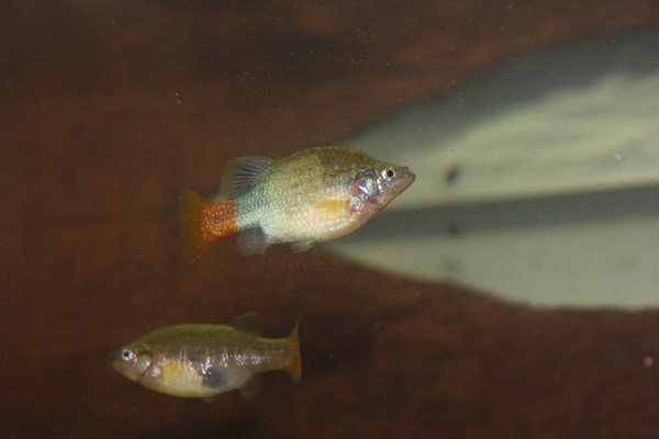 Photo of Xenotoca eiseni, Rio Tamazula pair