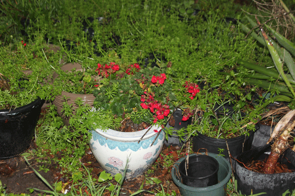 Photo of blooming geranium