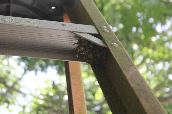 Photo of wasp nest