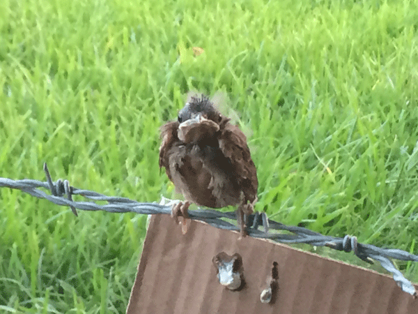 Photo of baby rescued Cardinal on yard fence.