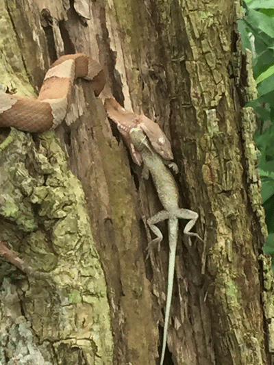 Photo of a copperhead snake eating a green anole lizard.