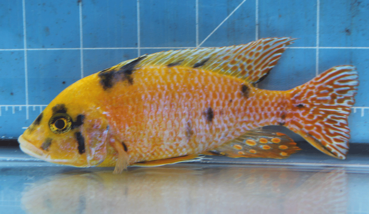 Photo of a breeder male Orange OB Peacock Cichlid.