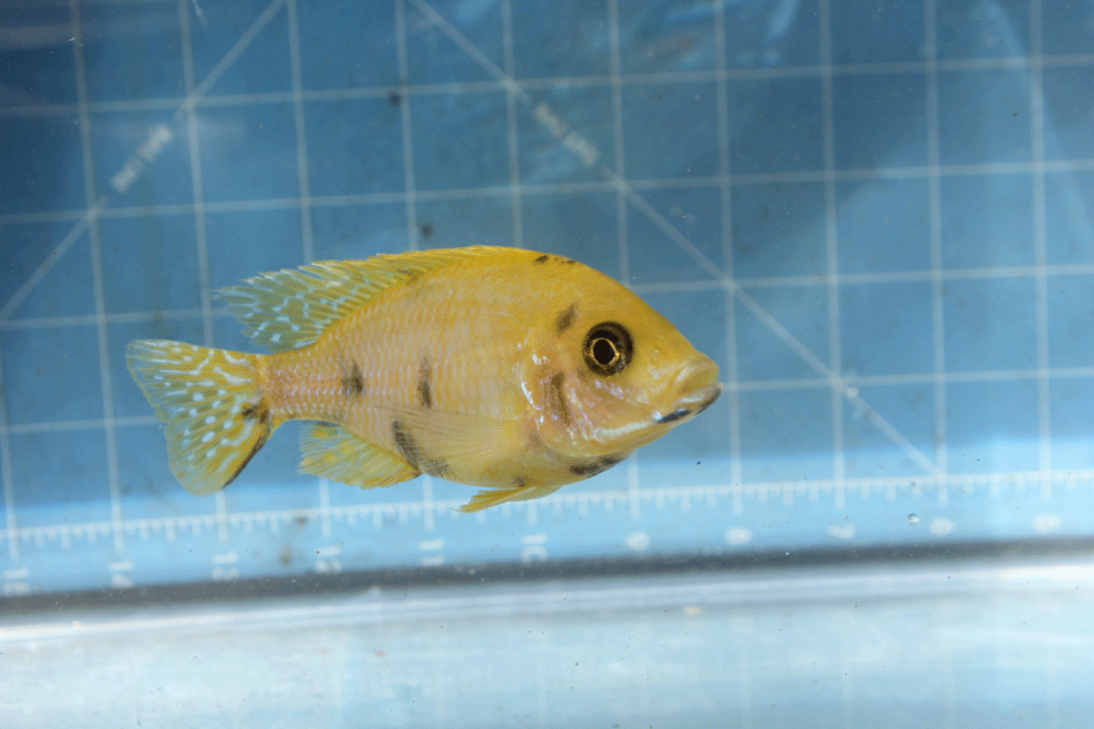 Photo of a very young (about 4 months) male Canary OB Peacock Cichlid.