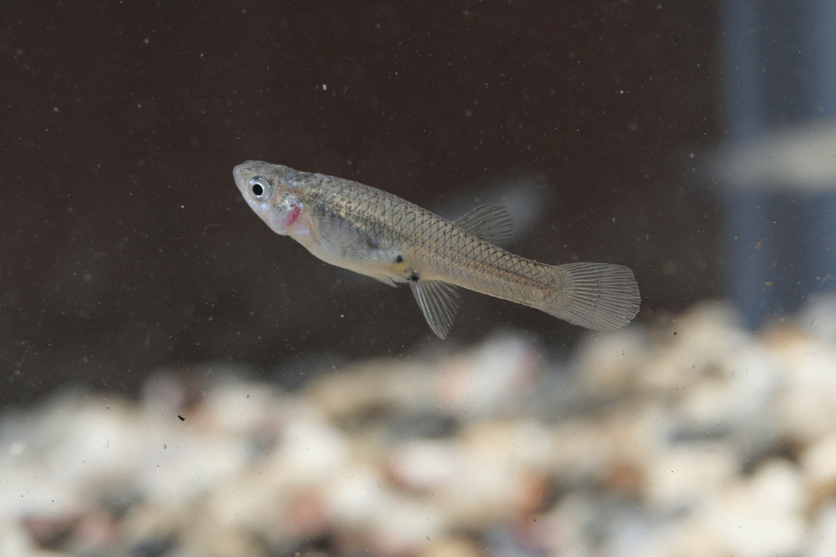 Photo of a female Gambusia from the Big Bend region of Texas, collected in August/September 2012.