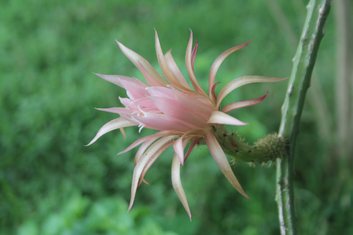 Photo of a flower of Selenicereus spinulosus, a climbing cactus from Texas.