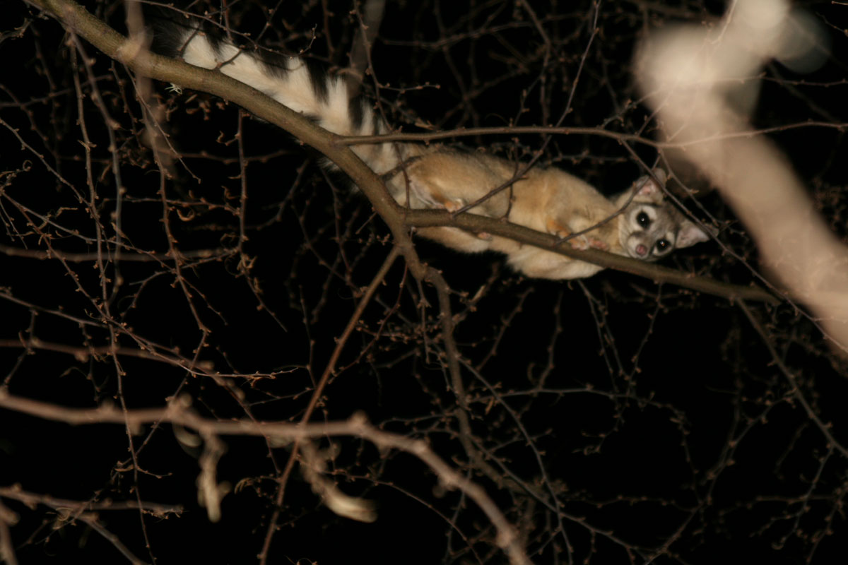 Photo of a ringtail in a tree.