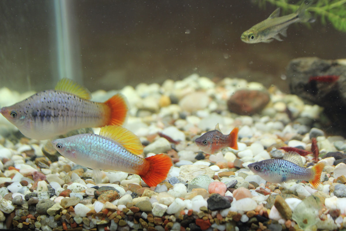 Photo of a pair of Giant Redtail Blue Variatus and two mature male Redtail Blue Variatus.
