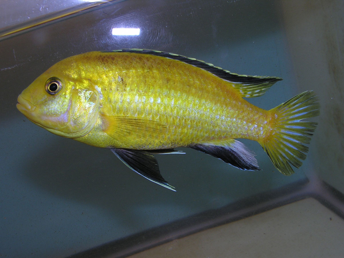 Photo of a male Labidochromis caeruleus commonly called Lemon Yellow Lab.