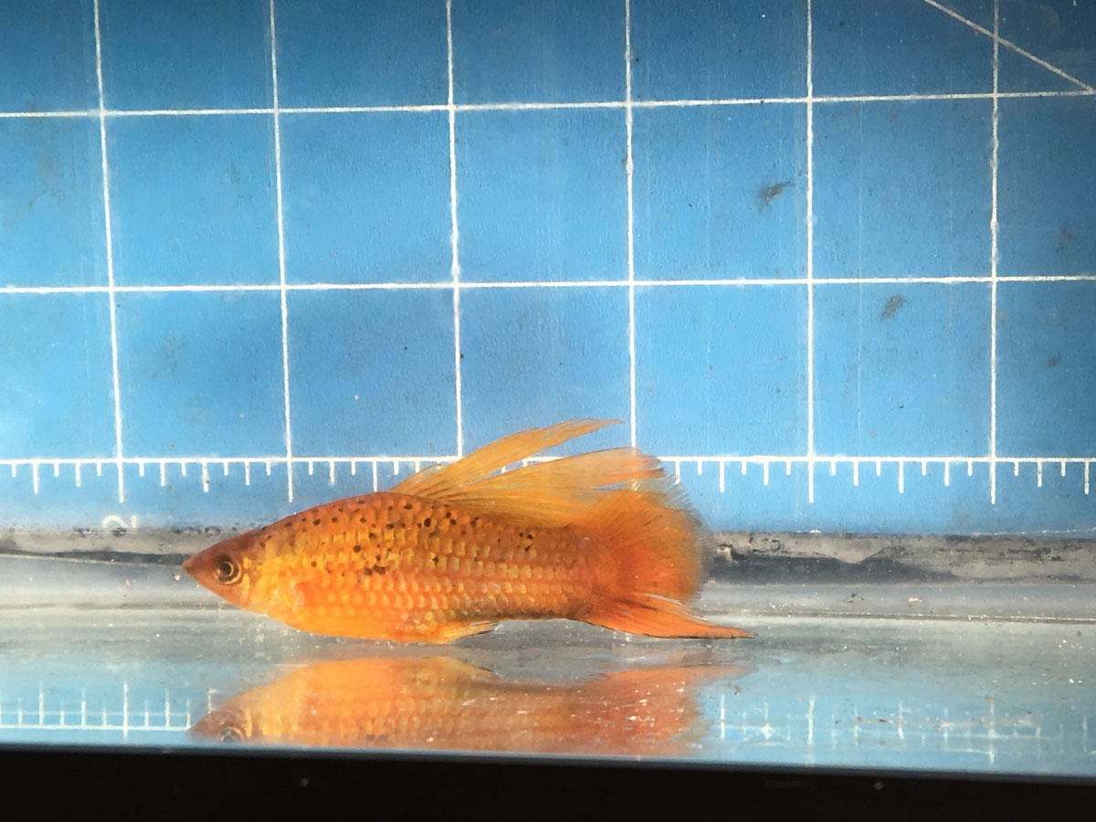 Photo of a first generation Red Freckled Hifin Swordtail resulting.