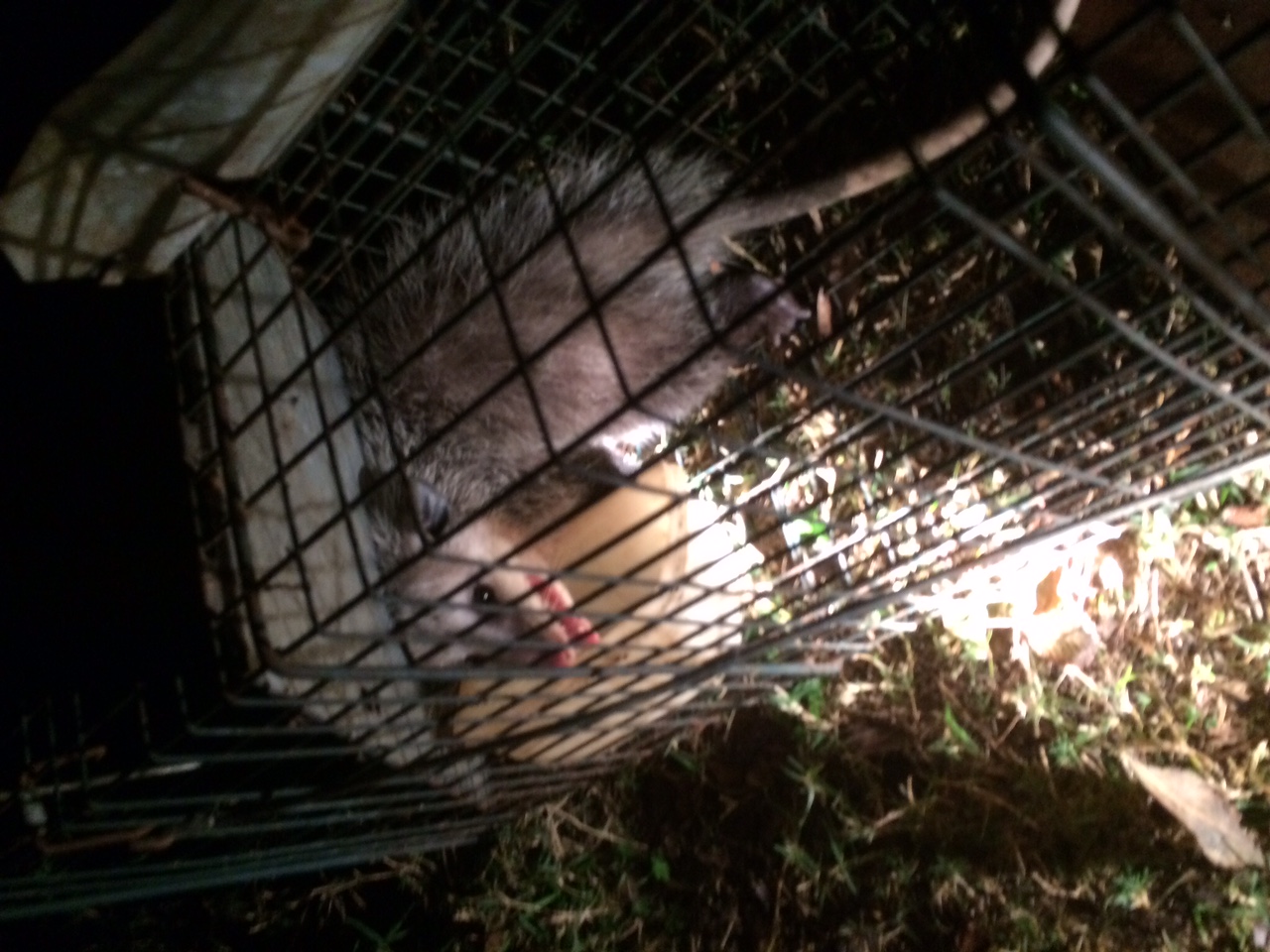 Photo of pPossum in live trap.