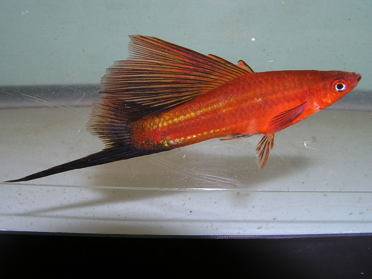 Photo of a male hifin redwag swordtail.