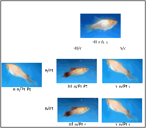 Graphic of a Punnett square for mating of homozygous plumetail to hifin.