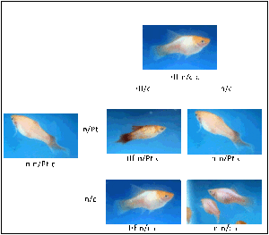 Graphic of Punnett square for mating of hifin non-plumetail fish and non-hifin fish heterozygous for plumetail.