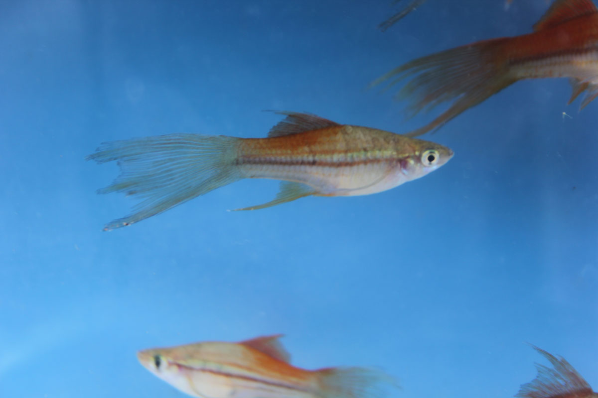 Photo of a female Veiltail Blushing Swordtail.
