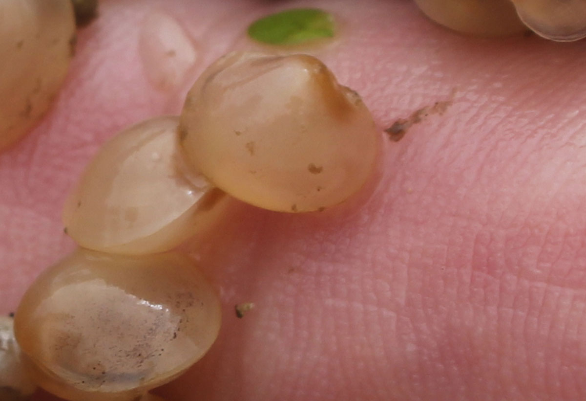 Photo of three fingernail clams, Sphaerium corneum, on a finger.