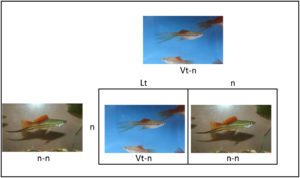 Photo of Punnett square showing mating of female Blushing Veiltail Swordtail to male Blushing Swordtail.