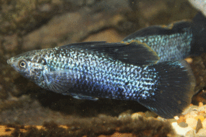 Photo of a Midnight Blue Sailfin Molly male.