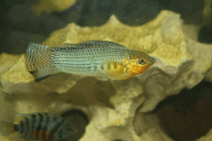 Photo of a Santa Fe Blue Sailfin Molly male.