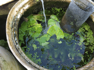 Photo of leaf debris in a vat and overgrown hornwort.