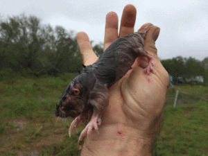 Photo of young gopher that tried to escape flooded tunnels.