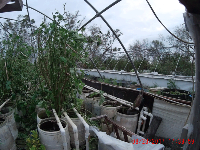 Photo of interior of one greenhouse and exterior of another showing plastic film removed.