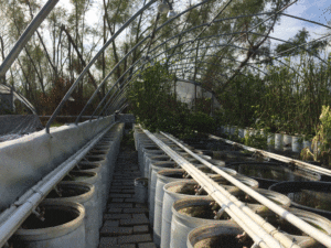 Photo of iInterior of greenhouse showing the lack of plastic film and damage to plants.