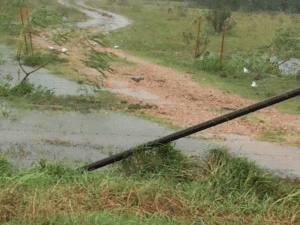 Photo of shore birds resting during hurricane force winds in our north pasture. Note the wind-tossed shrub.