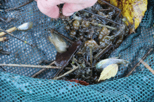 Photo of seine net haul from pool out of the main channel at Coleto Creek. Photo by Anne Rokyta.