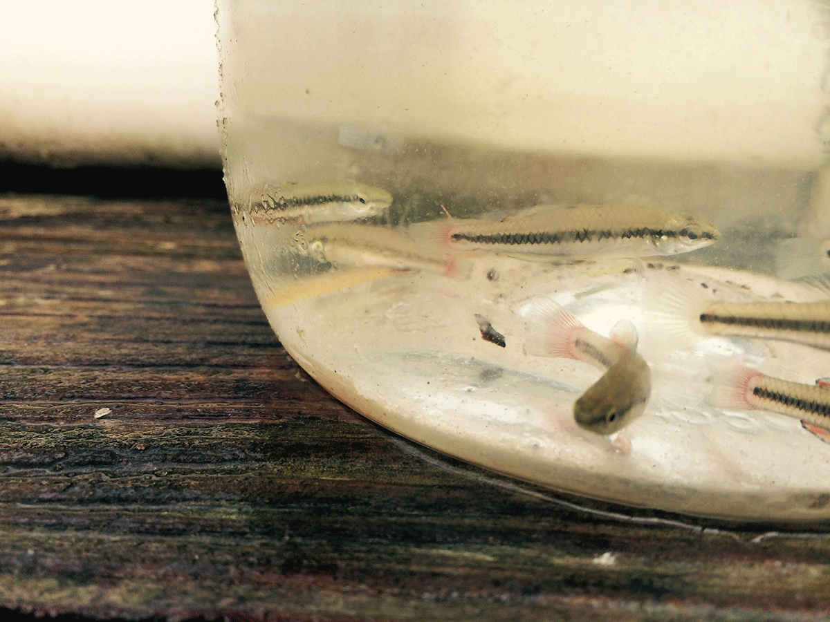 Photo of a group of Lucania goodei from Coleto Creek, Texas in a sorting jar.