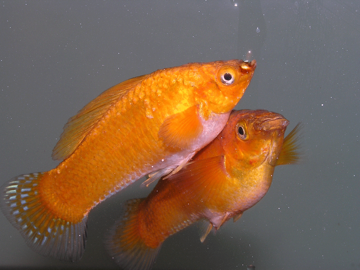Photo of two three-month old male breeder Bronze Sailfin Mollies. Their gonopodia are just developing and the sailfin hasn't developed as yet.