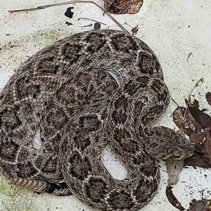 Photo of a Western Diamondback Rattlesnake (Crotalus atrox) in a barrel after capture.