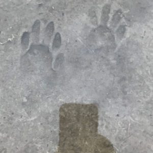 Photo of a pair of mystery foot prints in shallow water on the margin of ranch pond.