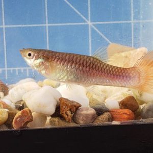 Photo of a possible female guppy x Poecilia mexicana, Campeche hybrid.