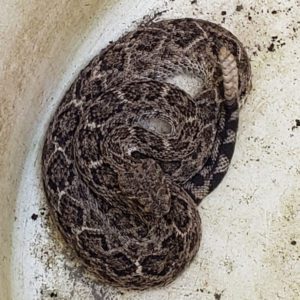 Photo of a male Crotalus atrox (Western Diamondback Rattlesnake in a barrel after being captured in our backyard.