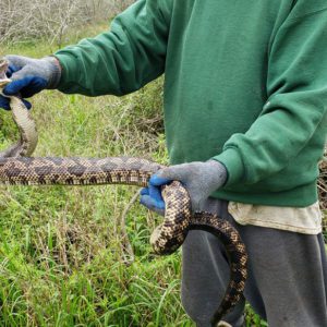 Photo of a female Texas Rat Snake on a cold early March day.