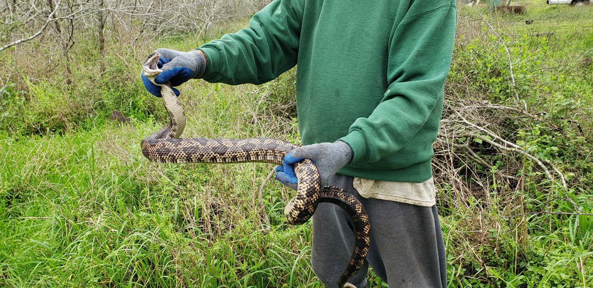 Photo of a female Texas Rat Snake on a cold early March day.
