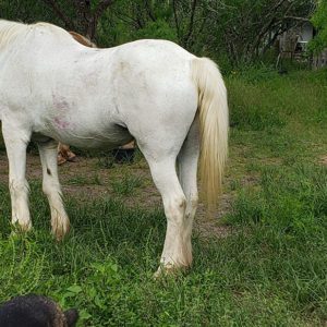 Photo of Blondie with purple dewberry stains behind shoulder and on upper haunch.