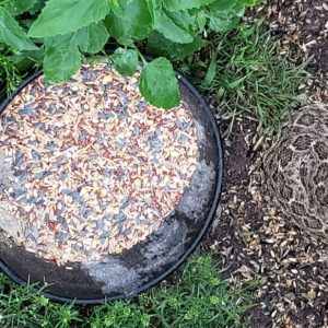 Photo of a Western Diamondback Rattlesnake (Crotalus atrox) next to chicken food bowl.