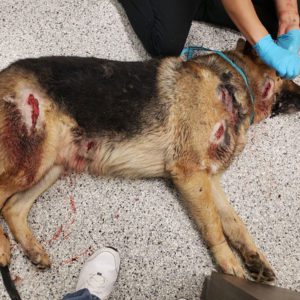 Photo of Oso, our German Shepherd male, being prepped for surgery after being attacked by a feral hog.