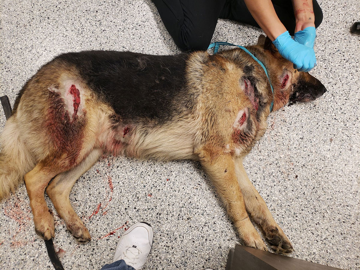 Photo of Oso, our German Shepherd male, being prepped for surgery after being attacked by a feral hog.